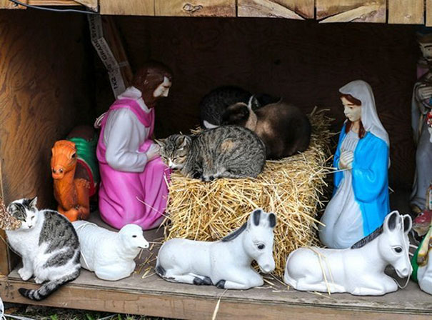 cats crashing nativity scenes 20