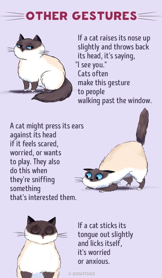 Cat language for dummies, a helpful infographic