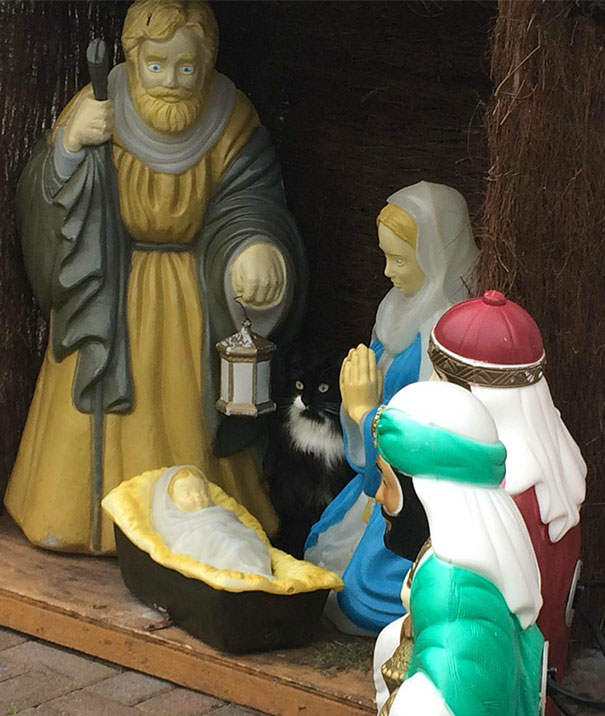 cats crashing nativity scenes 3