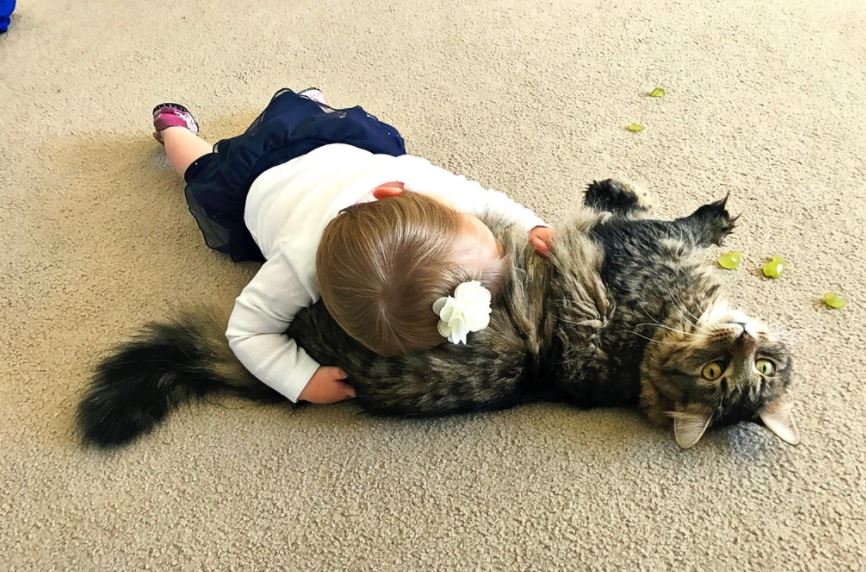 little girl uses cat as pillow 3
