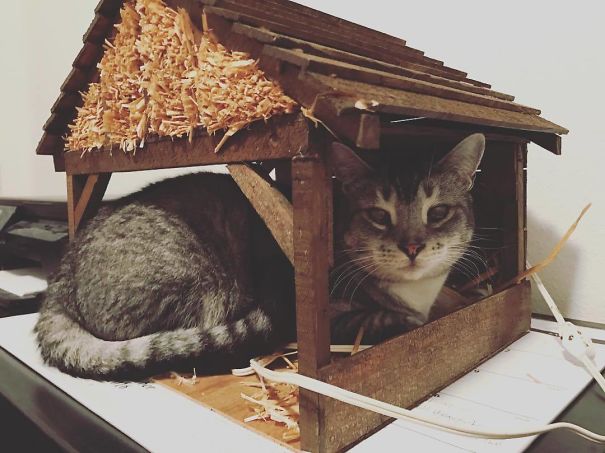 cats crashing nativity scenes 21