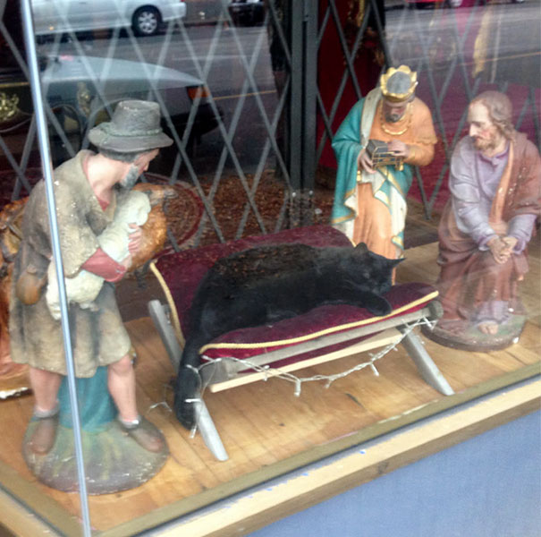 cats crashing nativity scenes 12