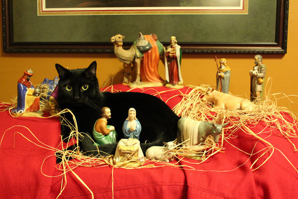 cats crashing nativity scenes 23