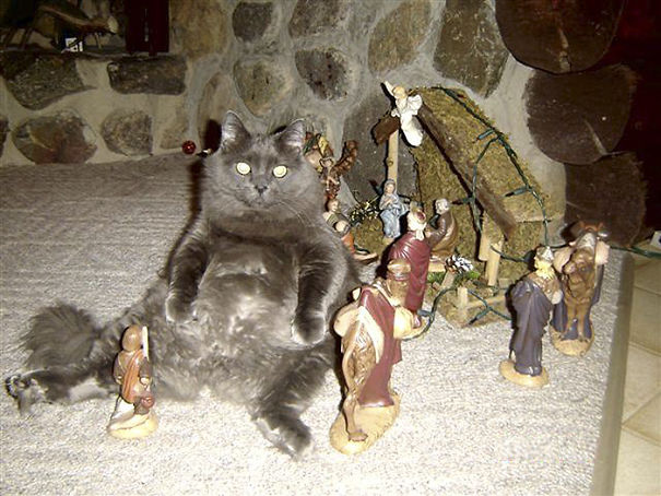 cats crashing nativity scenes 10