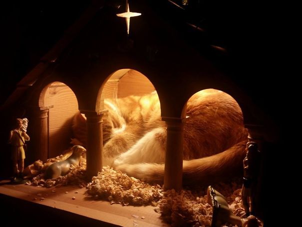 cats crashing nativity scenes 5