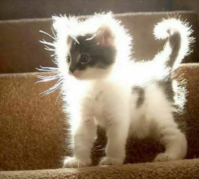 fuzzy kitten photoshop 