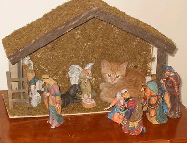 cats crashing nativity scenes 6