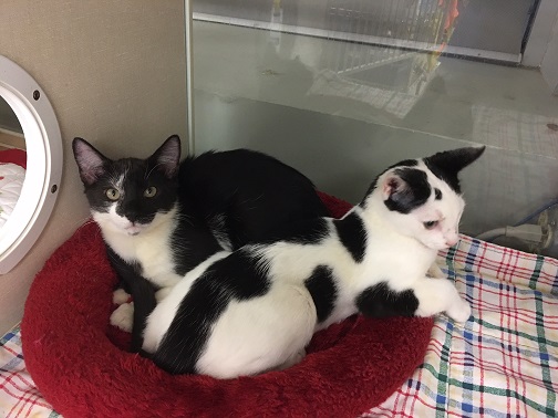 inseparable cats need home for christmas 2