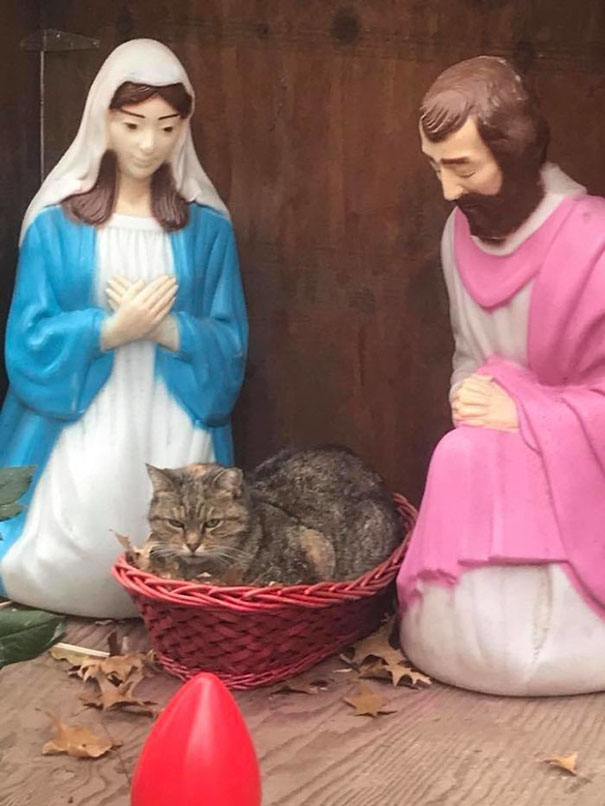 cats crashing nativity scenes 8