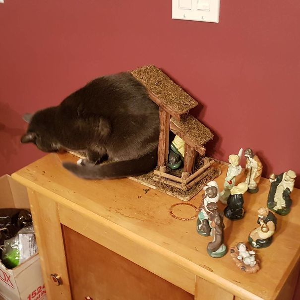 cats crashing nativity scenes 24