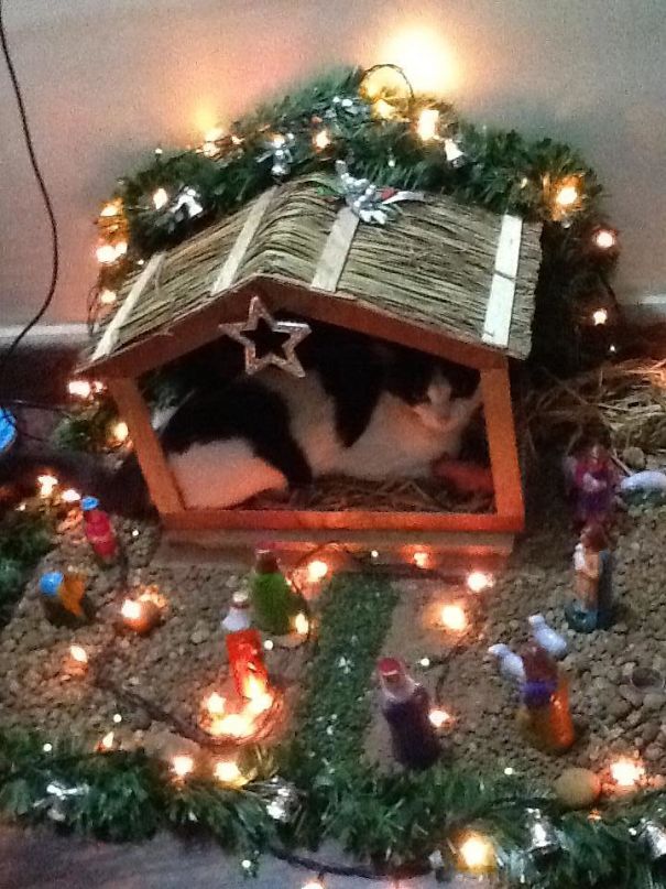 cats crashing nativity scenes 14
