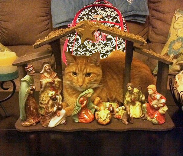 cats crashing nativity scenes 17