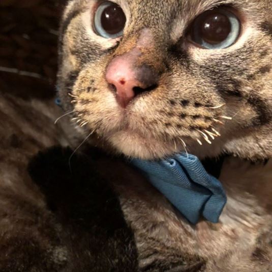 burnt cat rescued now looks like supermodel 4