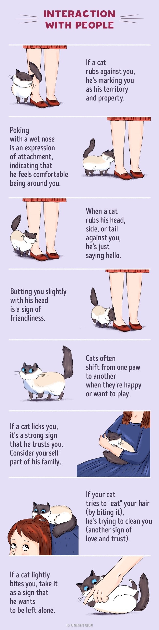 Cat language for dummies, a helpful infographic