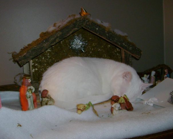 cats crashing nativity scenes 16