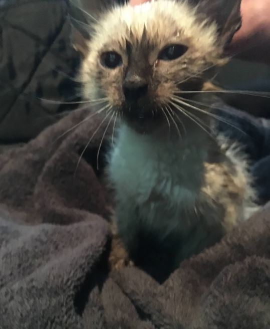kitten rescued off highway 