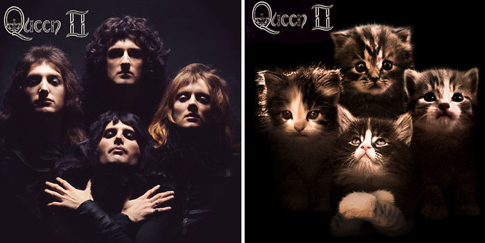 cat pictures