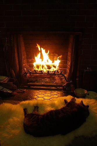 11 cats sitting by the fireplace will make you feel all warm and toasty