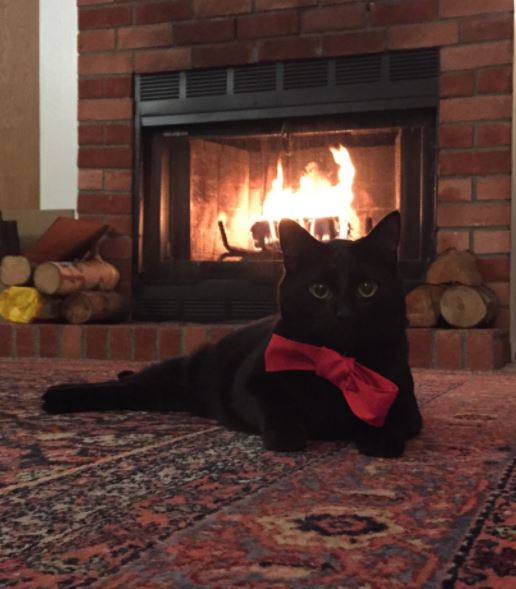 11 cats sitting by the fireplace will make you feel all warm and toasty