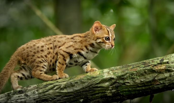 Conoce El Mundo S Smallest Wild Cat The Rusty Spotted Cat Galería Tombouctou