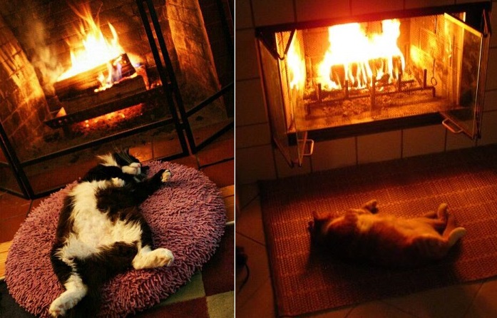 https://www.iizcat.com/uploads/2018/01/487x3-cats-relaxing-by-fire-title.jpg