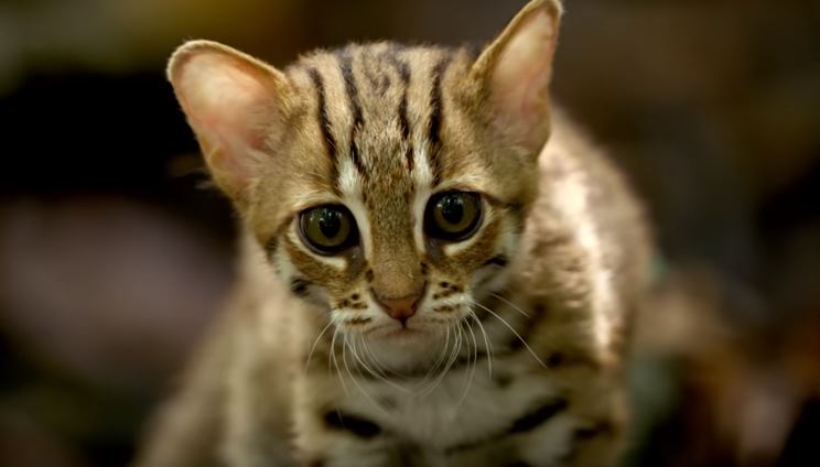 Αποτέλεσμα εικόνας για rusty spotted cat