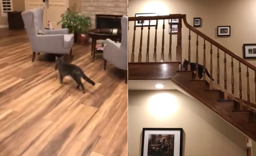 Cat Brings Live Mice Into House Cat Brings Live Mice Into House