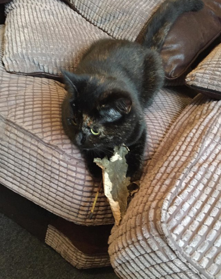 He told his cat to stop bringing him mice gifts... so she came up with