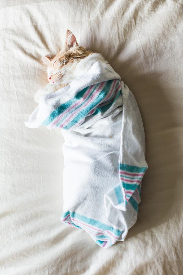couple announces new baby on facebook with kitten photos 9