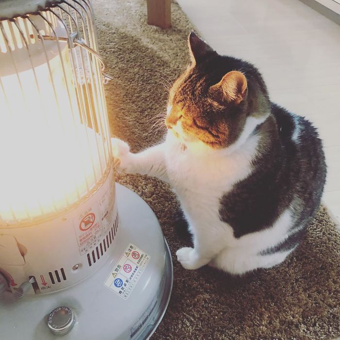Cat falling in love with a space heater captured in these hilarious photos