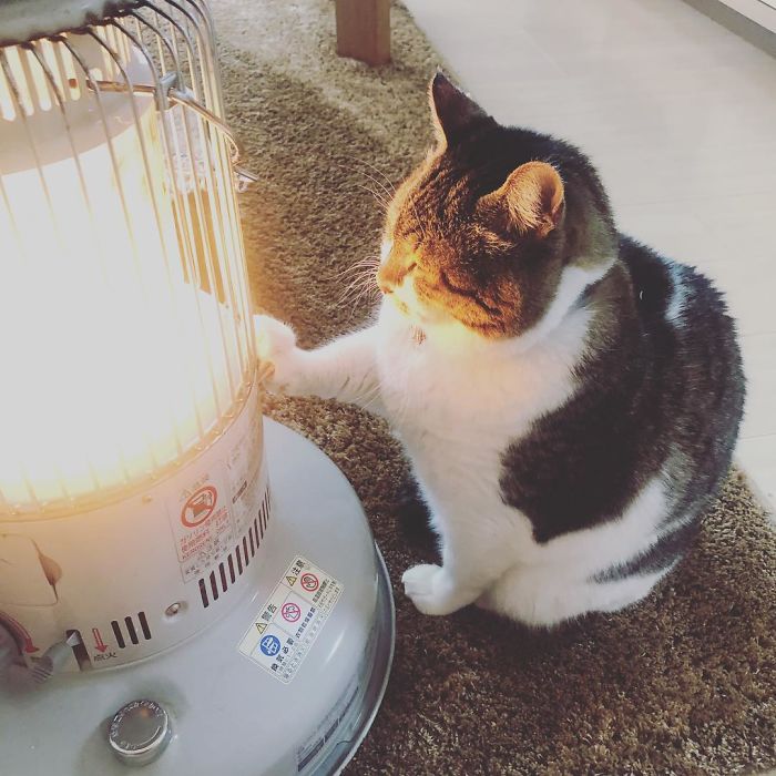 cat falls in love with space heater 2