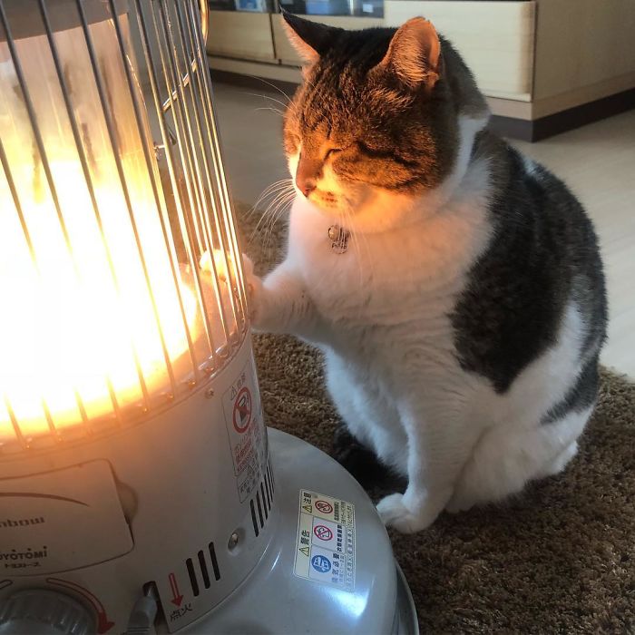 cat falls in love with space heater 7