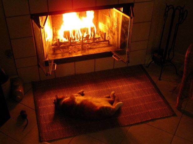 11 cats sitting by the fireplace will make you feel all warm and toasty