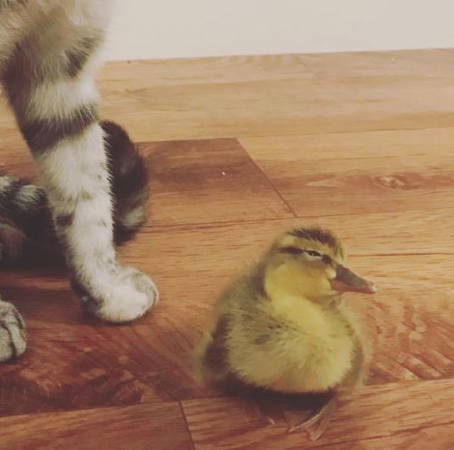 cat raises duck 1