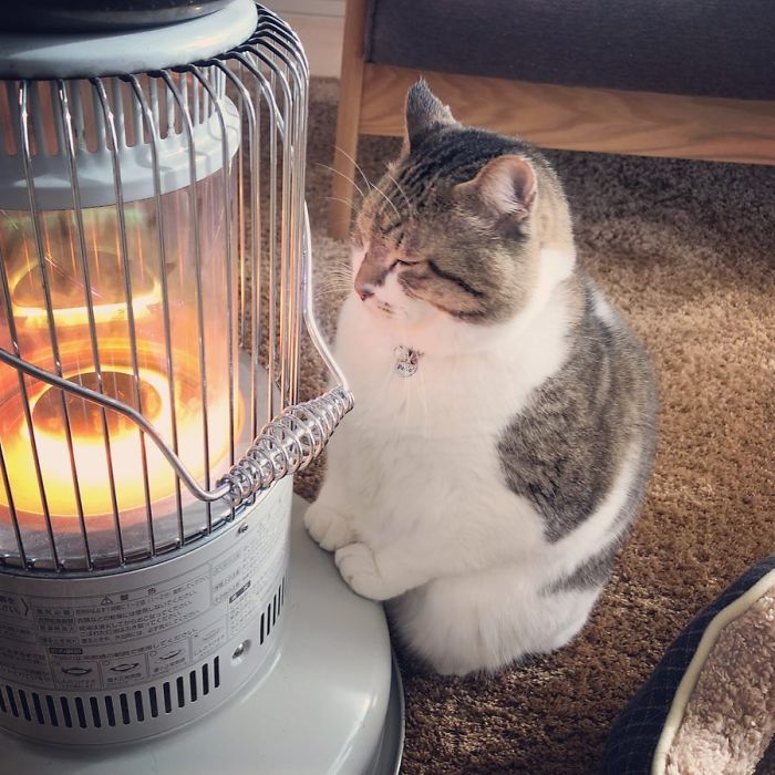 cat falls in love with space heater 4