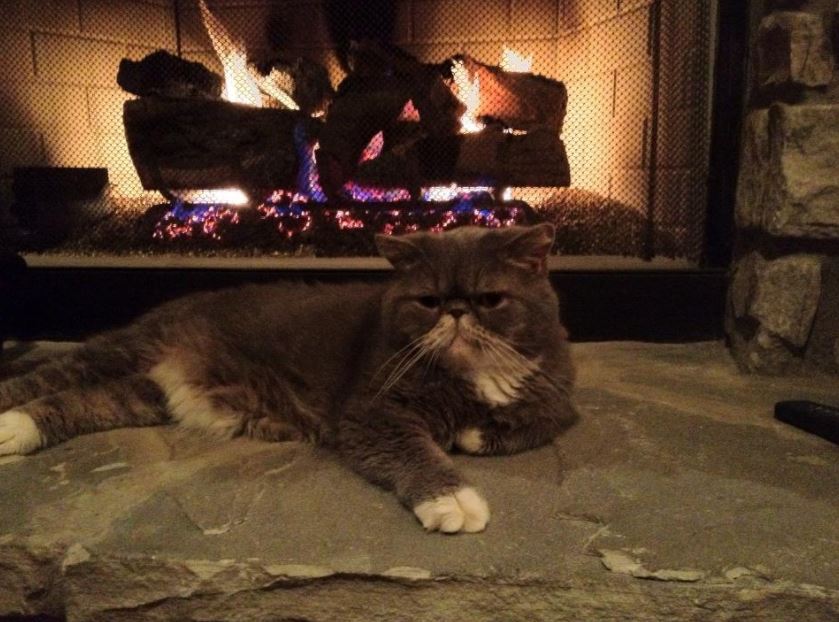 11 cats sitting by the fireplace will make you feel all warm and toasty