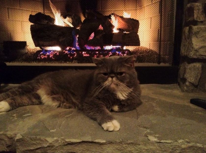 cat relaxing by fire 5