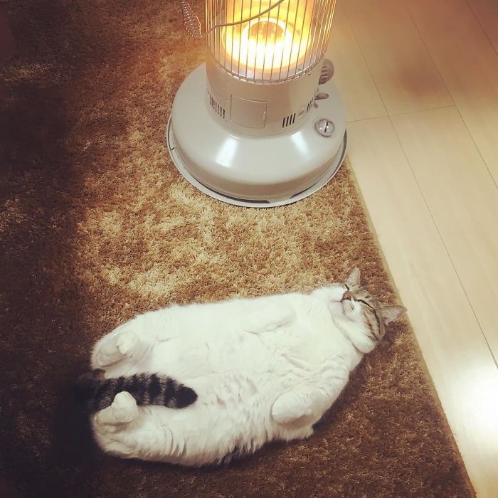 cat falls in love with space heater 8
