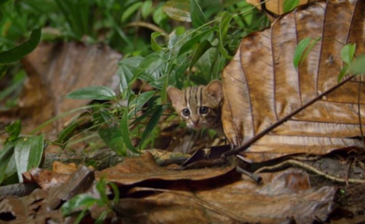 rusty spotted cat full grown