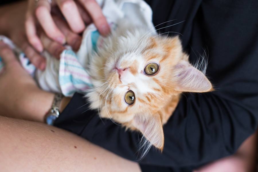couple announces new baby on facebook with kitten photos 6