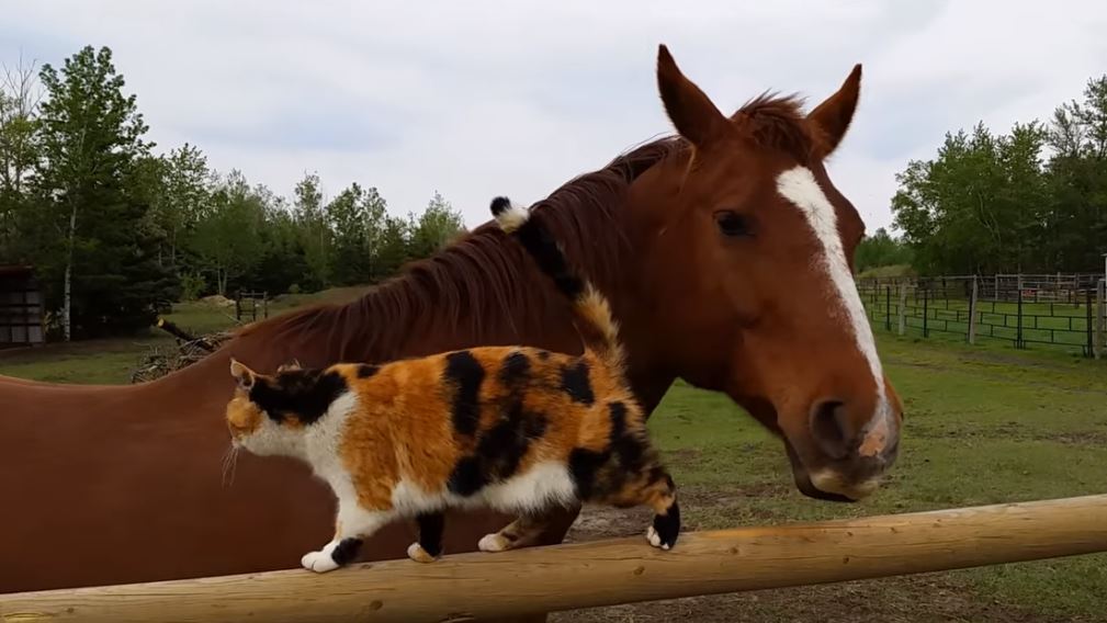 Image result for pic of a calico cat on a horse