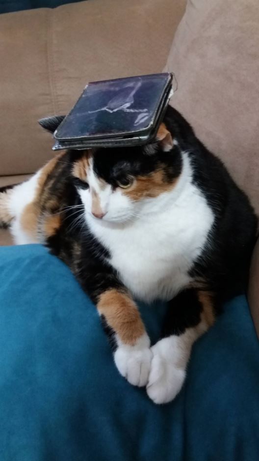 balancing stuff on cat wallet