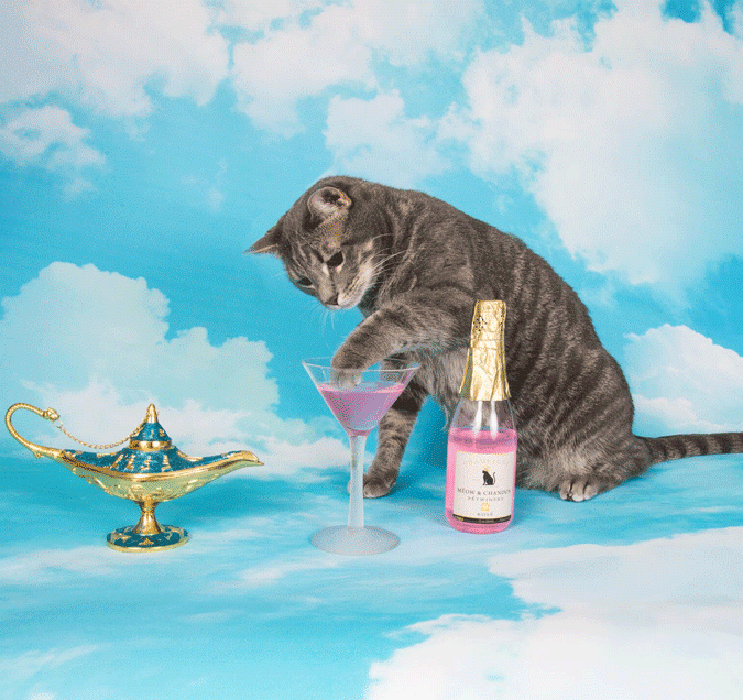 national drink wine with your cat week gif