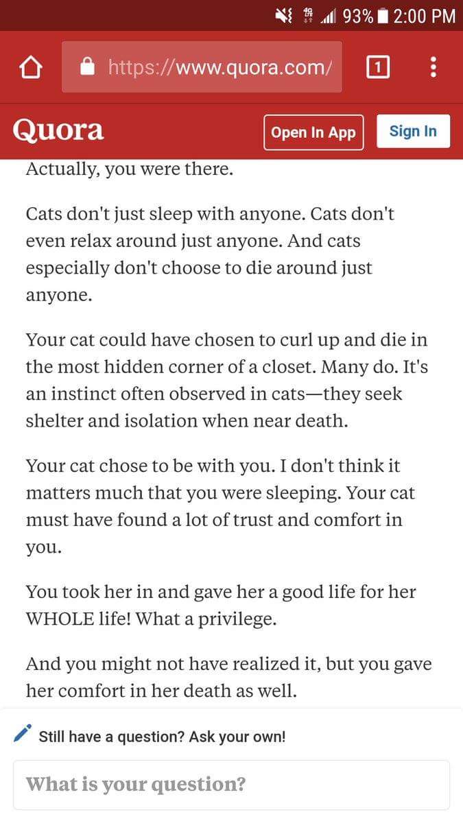 cat died and stranger gives great advice 2