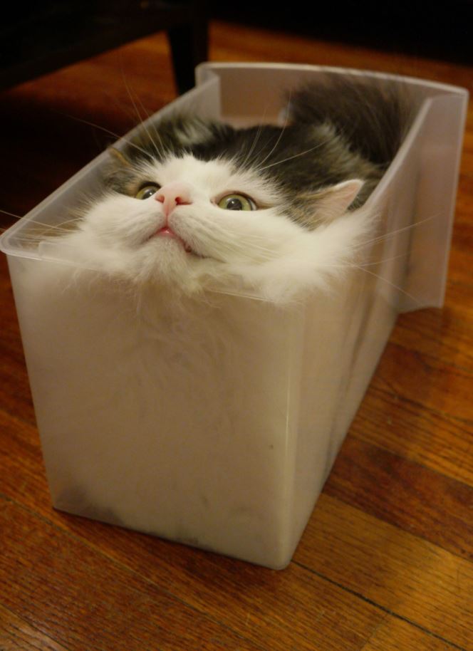 cat stuffed in box 2