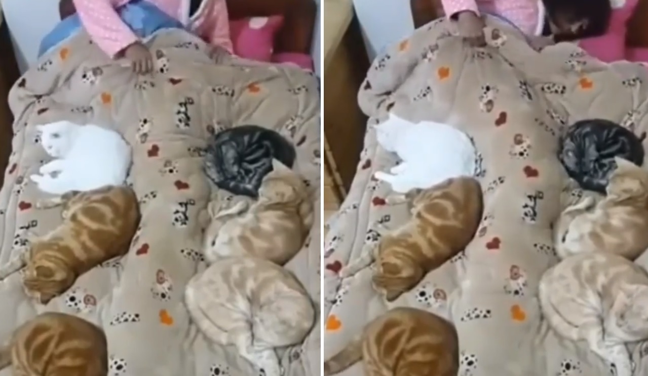 cat pictures