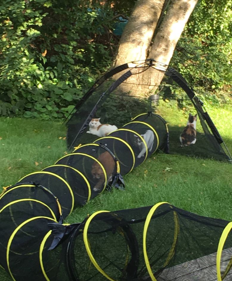 outside tunnel for cats