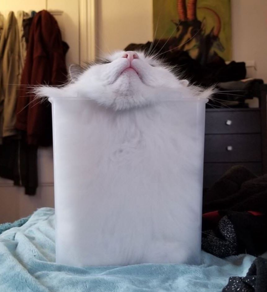 cat stuffed in box 1