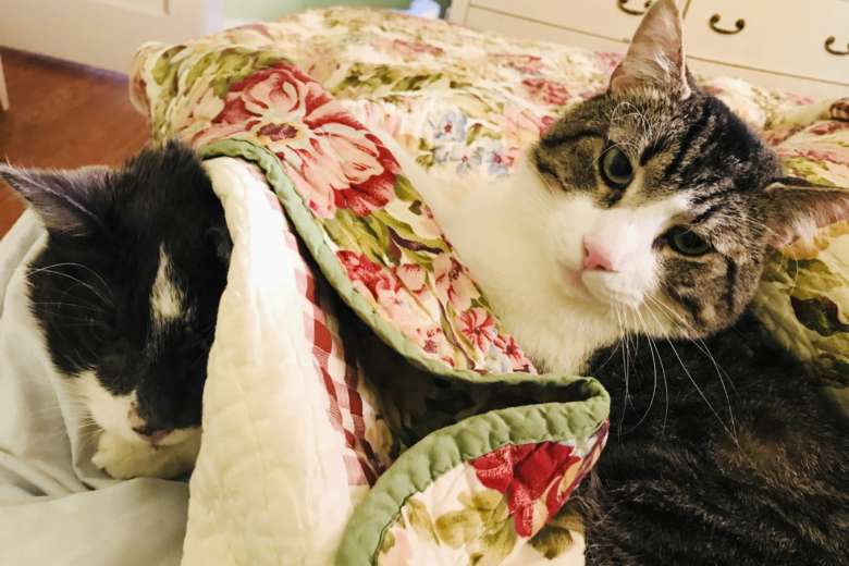 cat pictures