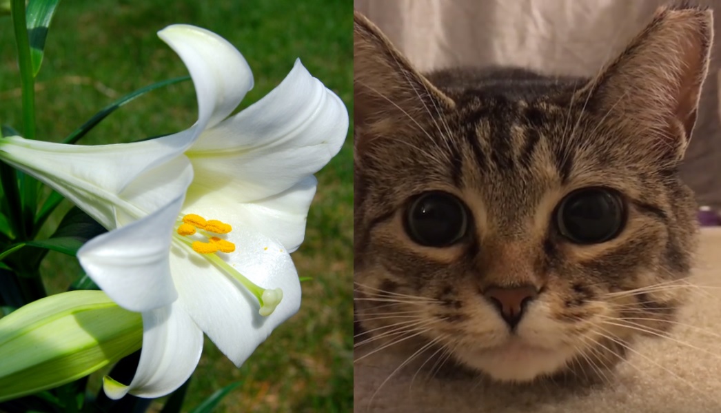 cat pictures